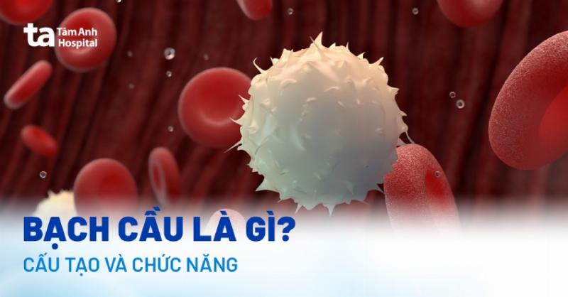 Phan biet cau tao hong cau khong nhan voi bach cau co nhan